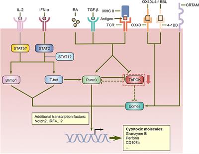 Cytotoxic CD4 T Cells: Differentiation, Function, and Application to Dengue Virus Infection